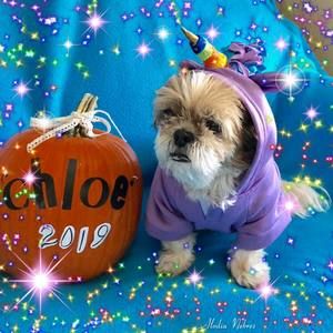 Meet your Posher, Sandy